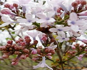 綠意織夢(mèng)·室內(nèi)觀葉花卉的詩與遠(yuǎn)方——周圈村西南花卉苗木園藝場(chǎng)觀葉產(chǎn)品探秘