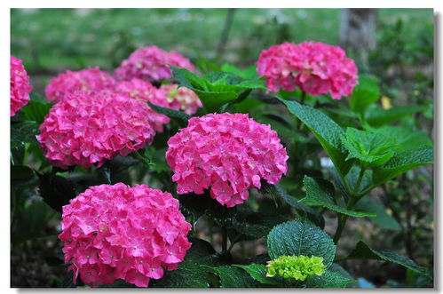 賞心樂事眾芳園——賀家鄉(xiāng)無錫論壇開放